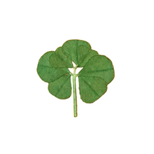 Load image into Gallery viewer, Real Genuine Seven Leaf Clover – A Rare and Powerful Lucky Charm