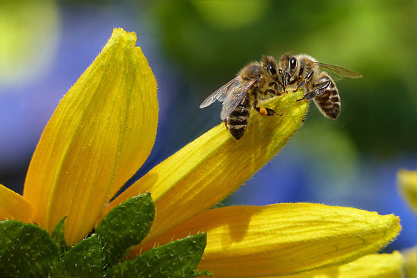 The Bee Spirit Animal Meaning
