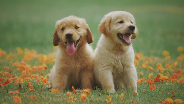 The Dog Spirit Animal: Loyalty, Protection, and Unconditional Love