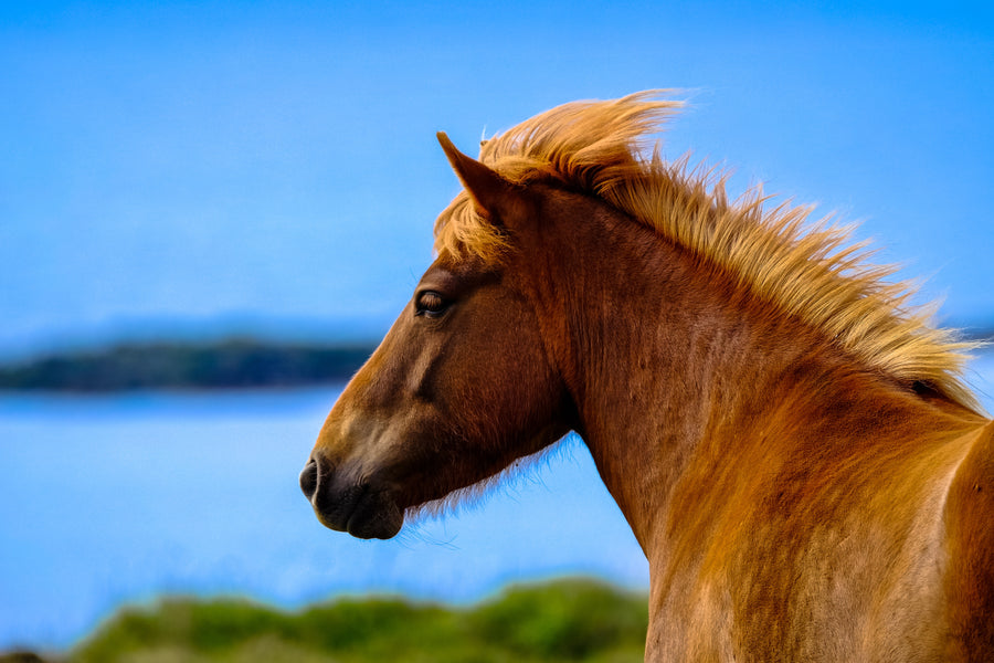 The Horse Spirit Animal Meaning