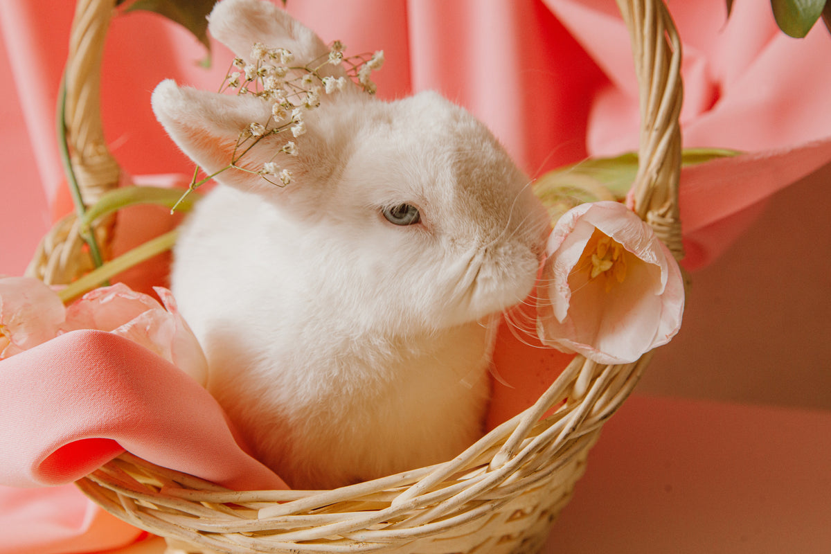 The Rabbit Spirit Animal Meaning – Luck Trader
