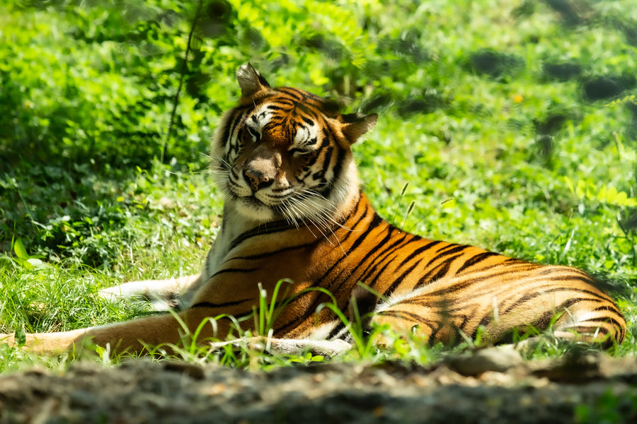 The Tiger Spirit Animal: Symbol of Power, Courage and Grace