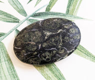 Kambaba Jasper Palm Stone