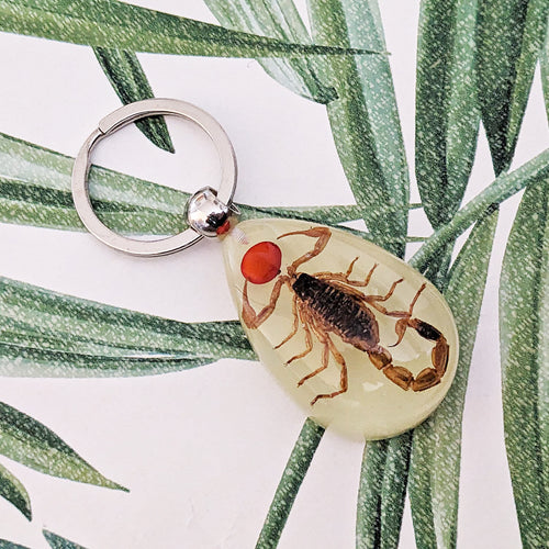Real Scorpion Glow in the Dark Keyring Keychain with Lucky Red Seed - Pseudolychas ochraceus