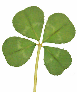 Real Genuine Four Leaf Clover