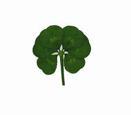 Real Genuine Six Leaf Clover
