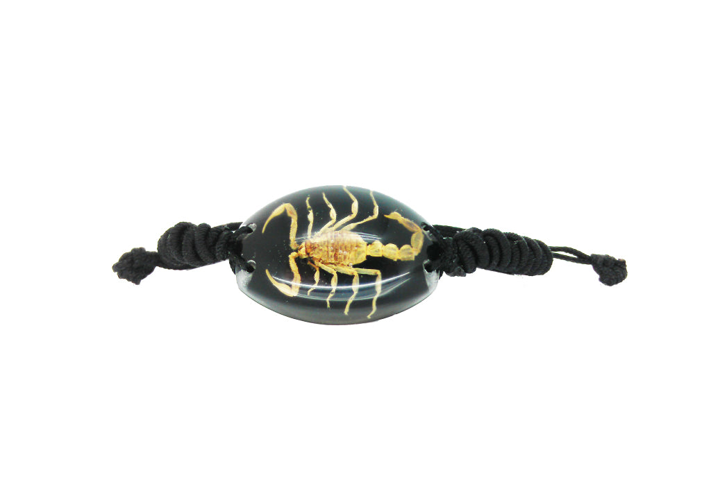 Real Scorpion Black Bracelet